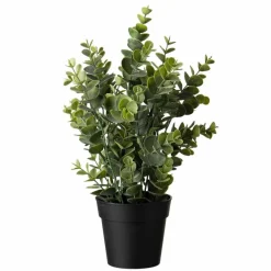Eucalyptus plante