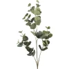 Gren Eucalyptus