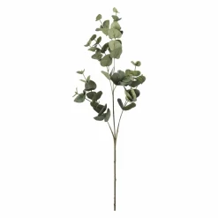 Gren Eucalyptus