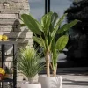 Palme i potte 85 cm