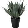 Plante Agave 38cm