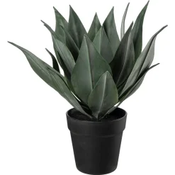 Plante Agave 38cm