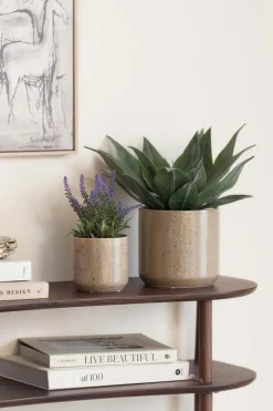 Plante Agave 38cm