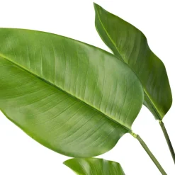 Plante Banantre 123 cm