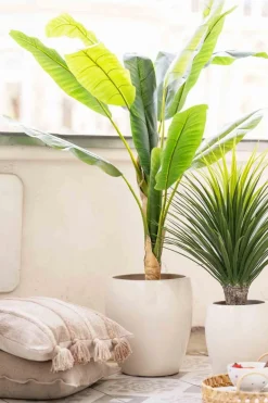 Plante Banantre 135cm