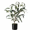 Plante Blader i potte