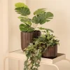 Plante Eføy