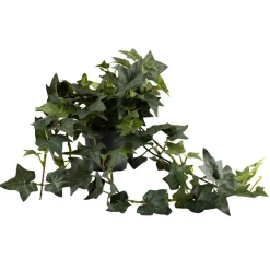 Plante Eføy