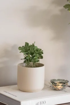 Plante Kløver 22cm