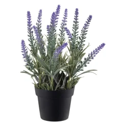 Plante Lavendel H 23 cm