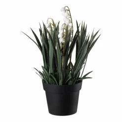 Plante Liljekonvall 23cm