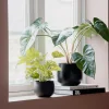Plante Monstera