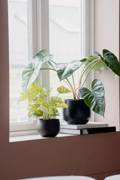Plante Monstera