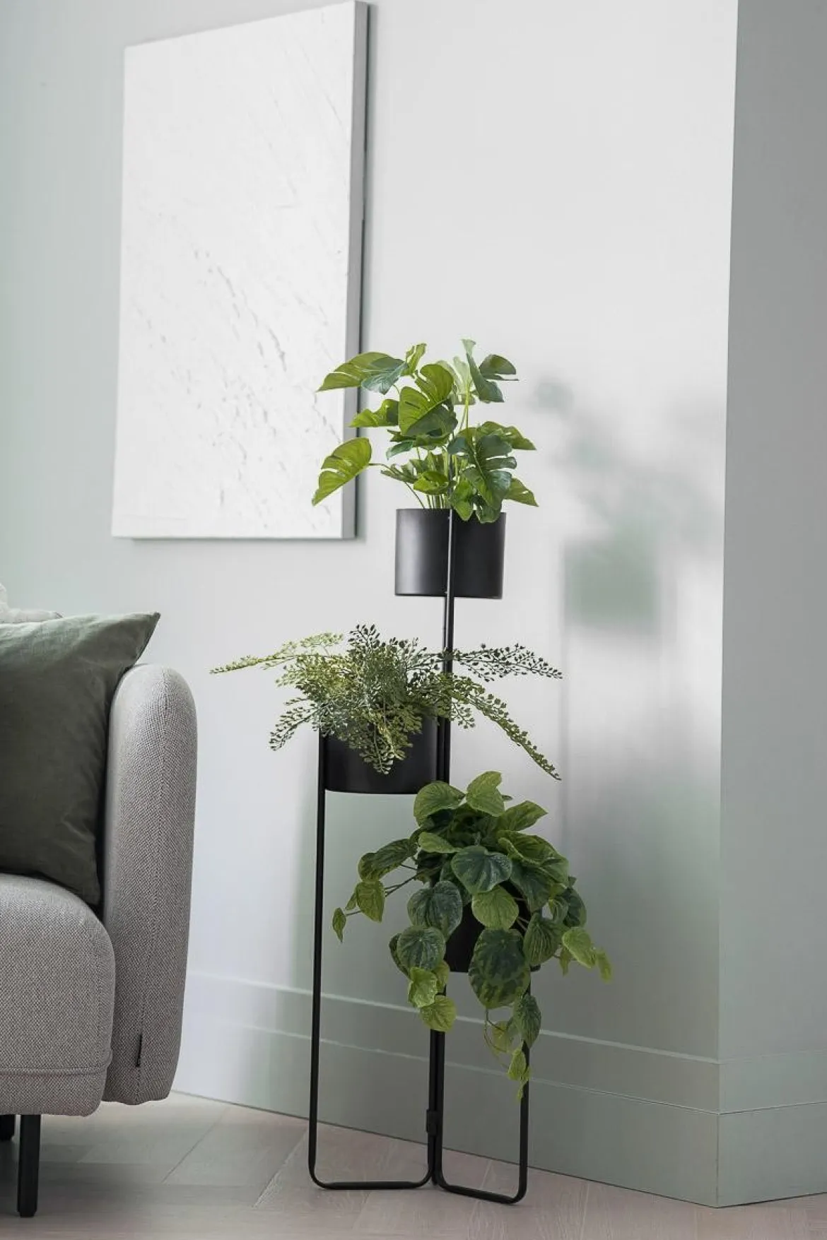 Plante Monstera