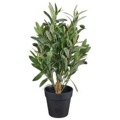Plante Oliventre 50cm