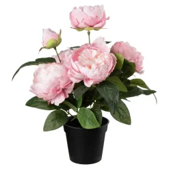 Plante Peon 42cm