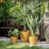 Plante Sisal 90cm