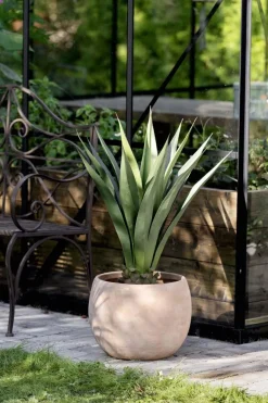 Plante Sisal 90cm