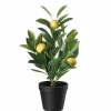Plante Sitrontre H 42 cm