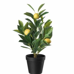 Plante Sitrontre H 42 cm