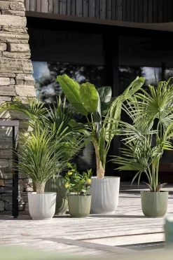 Plante Sitrontre H 42 cm