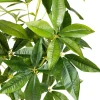 Plante Tre 115 cm