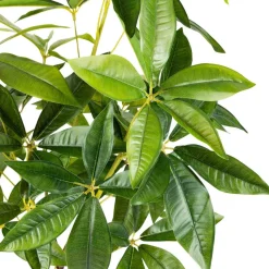 Plante Tre 115 cm
