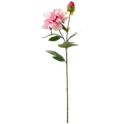 Stilkblomst Peon 70 cm