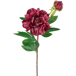 Stilkblomst Peon 70cm burgunder