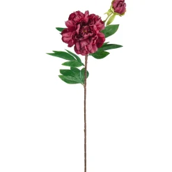Stilkblomst Peon 70cm burgunder