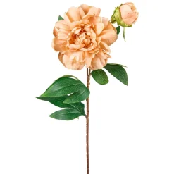Stilkblomst Peon 70cm oker